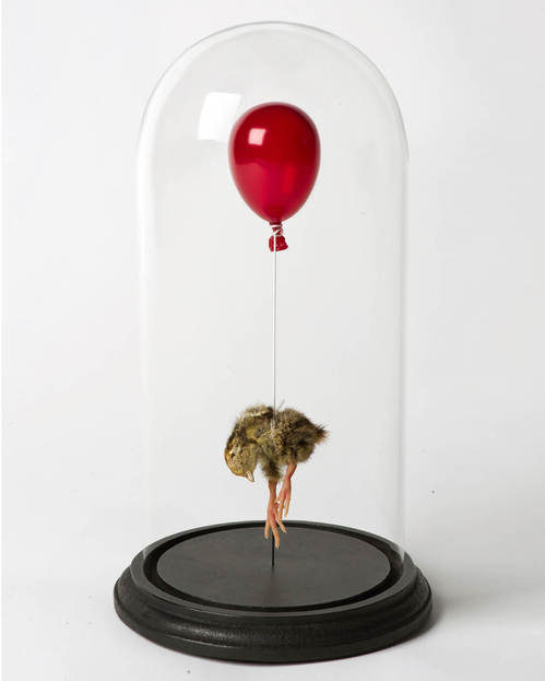 Polly Morgan dead chick